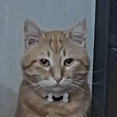 Макс Максим, Краснодар