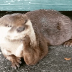 Вика Белоглазова-Вальковская, 31.01, Каменец-Подольский