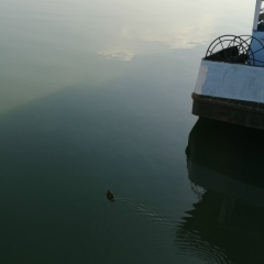 Firga Firga, 29.08.1972, Beograd