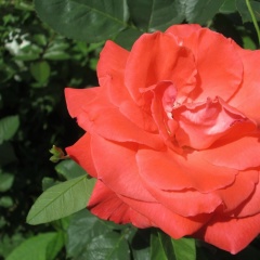 Свет Лана, Ачинск