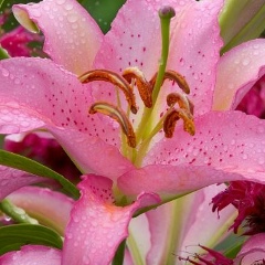 Вероника Волчек, 19.05.1982, Киев