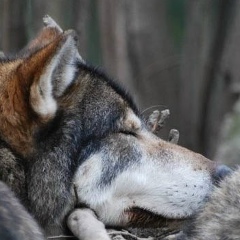 Тарас Швец, 18.09.1988