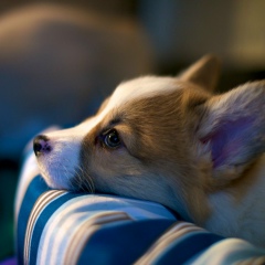 Салтанат Дамаева, 10.09.1987, Кызылорда