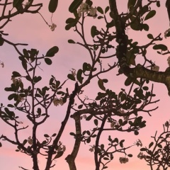 Елена Конуркулжаева (Югай), Тараз