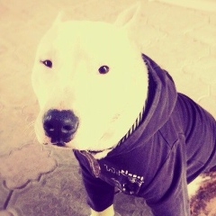 Руслан Голоев, 09.08, Владикавказ