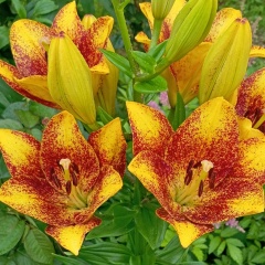 Надежда Ергина, 04.03, Тверь