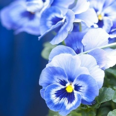 Анна Глазунова, Санкт-Петербург