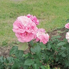 Татьяна Белых, 19.06, Санкт-Петербург