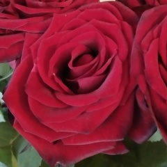 Ирина Витюк