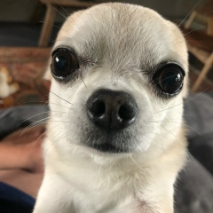 Григорий Сивогорло, 06.08.1986, Санкт-Петербург