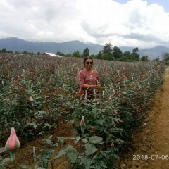 ႏွင္းဆီ ပန္း, 01.01.1981