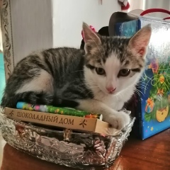 Виктория Помазова, 21.07, Южно-Сахалинск