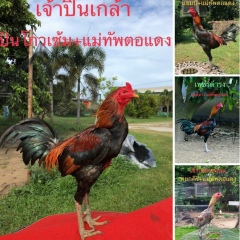 พี่เก่ง ราชบุรี, 25.06.1972