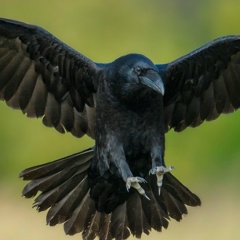 Серега Воронин, 04.09.1986, Каменск-Уральский