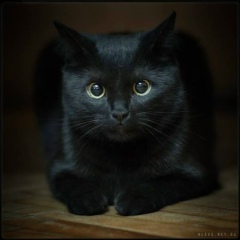 Юрий Турсунов, Калининград