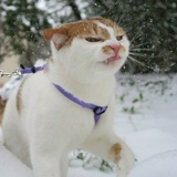 Артемий Сухомлин, 04.11, Полтава