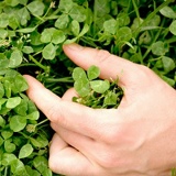 Иван Петров, 26.10.1982, Oslo