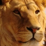 Lion Zion, 10.08, Клайпеда