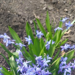 Лидия Вахман