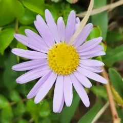 Aislu ^_^, 26.12, Tokyo