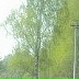 Алиса Петрова, Москва