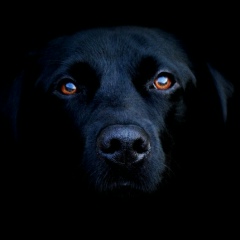 Азамат Азаматов, 29.07.1992, Санкт-Петербург