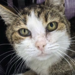 Татьяна Адвокат, 27.01, Санкт-Петербург