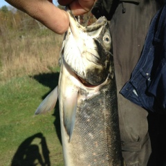 Игорь Комаха, 05.02.1986, Санкт-Петербург