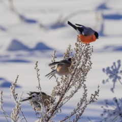 Светлана Санина, 21.01, Москва