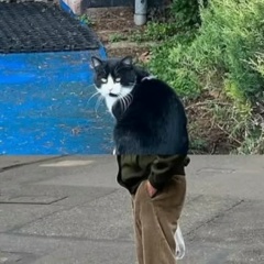 Кот Балу