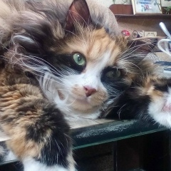 Татьяна Миронова, Воркута