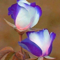 ခိုင္ ခိုင္, 02.12.1974