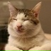 Katrin Cat, Днепр (Днепропетровск)