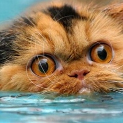 Александр Воробьёв, 13.09.1987, Санкт-Петербург