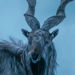 Алим Гайсин