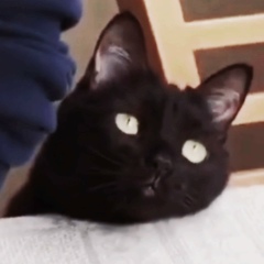 Зак Bananadude, 11.11, Бишкек