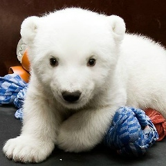 Михаил Колосовский, 11.12.1991, Липки