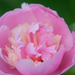 Елена Петрова, 22.09, Санкт-Петербург