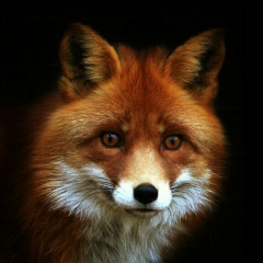 Танчик Алексеевич, 09.04, Москва