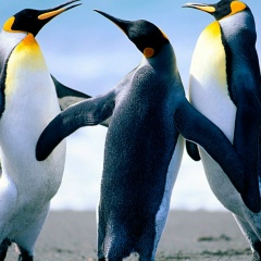 Сеня Гришин, 01.01.1985, Саратов