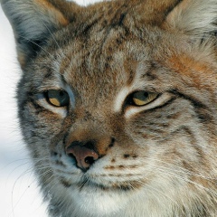Елена Волкова, 17.05, Санкт-Петербург