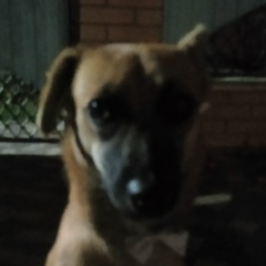 Ириска Сосиска, 23.03, Приморско-Ахтарск