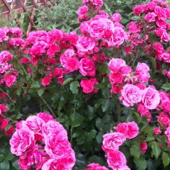 Chopa Esengulova, 12.02.1993, Бишкек