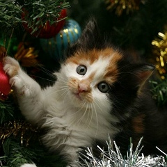 Emacosmina Emacosmina, 26.03, Focşani