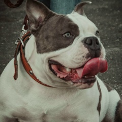 Иван Новиков, Paris