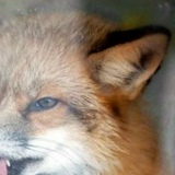 Владимир Павлов, 30.11, Тверь