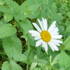Анна Комиссарова, 21.11, Москва