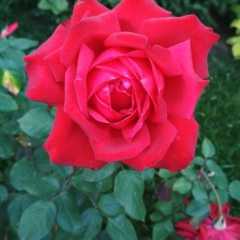 Анжелика Шпурик, 23.07.1993, Алматы