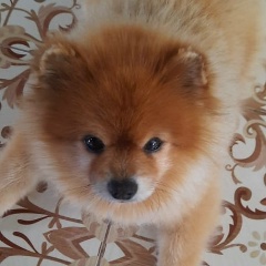 Мария Сашиковна, 18.11, Москва