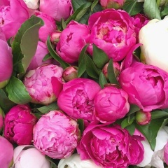 Mihaella Busuioc, 31.01.1996, Кишинев